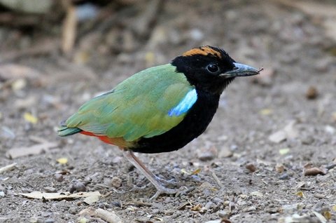 Darwin Birdwatching Experience Private tour for 1 - 4 guests